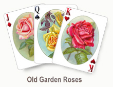Old Garden Roses - card set